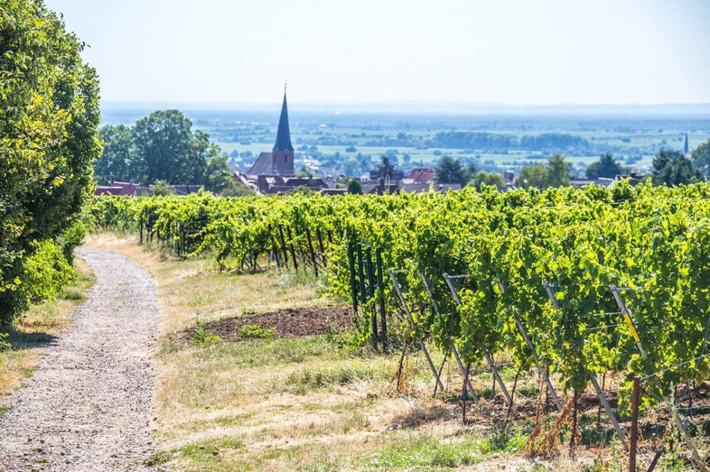 Rhodt unter Rietburg in der Pfalz - Foto: Andreas Ott