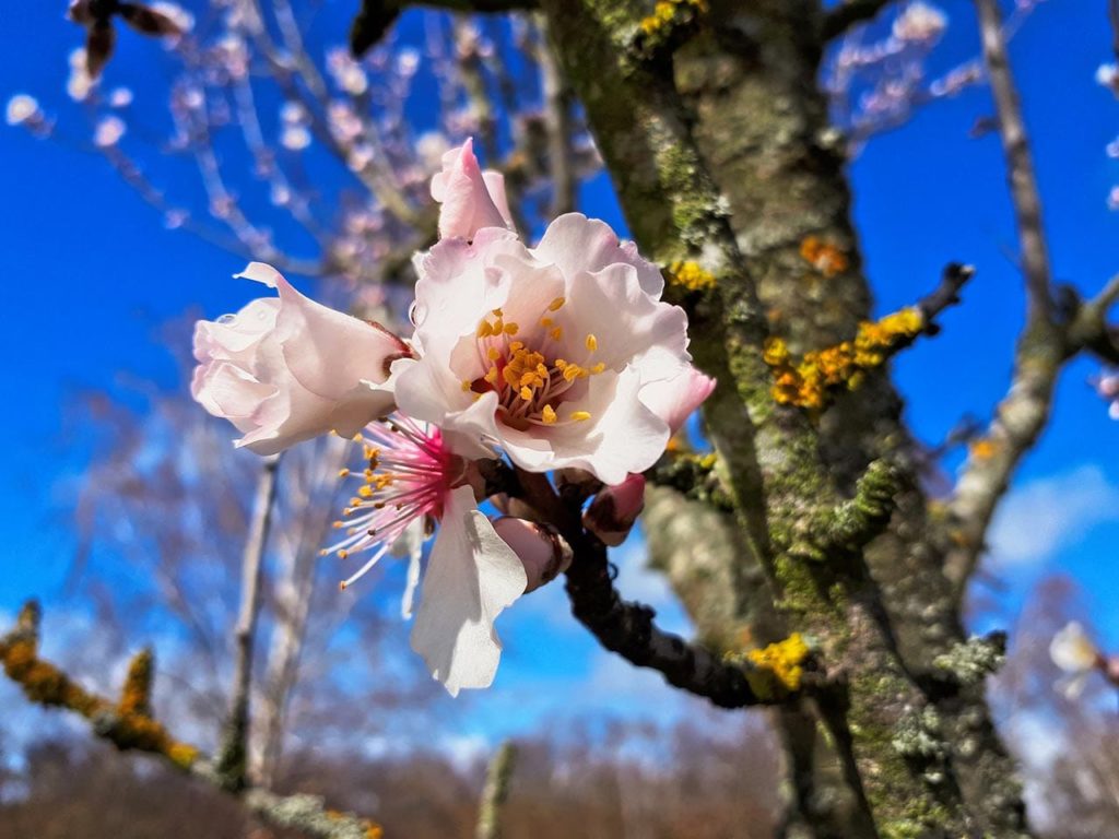 Mandelblüte in der Pfalz - Foto: Slow Wandern