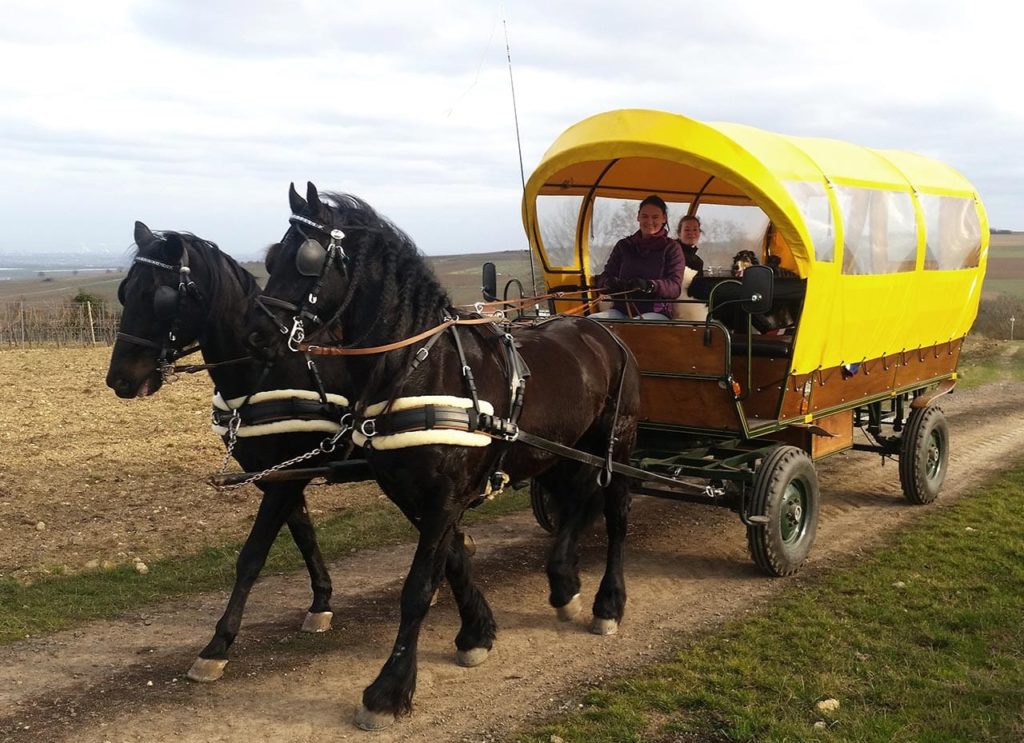 Planwagenfahrt mit Pferden in der Pfalz