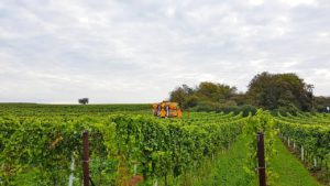 Weingüter, Winzer und Weinbau in der Pfalz