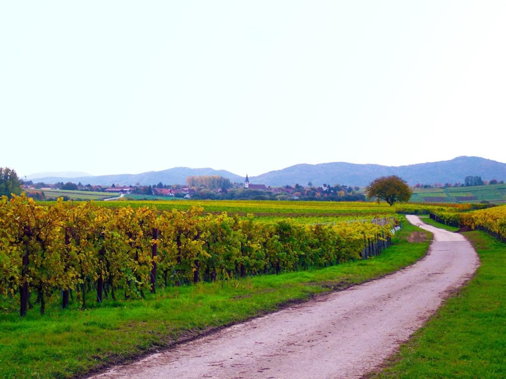 Wollmesheim bei Landau in der Pfalz