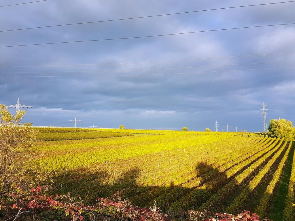 Weinbau in der Pfalz