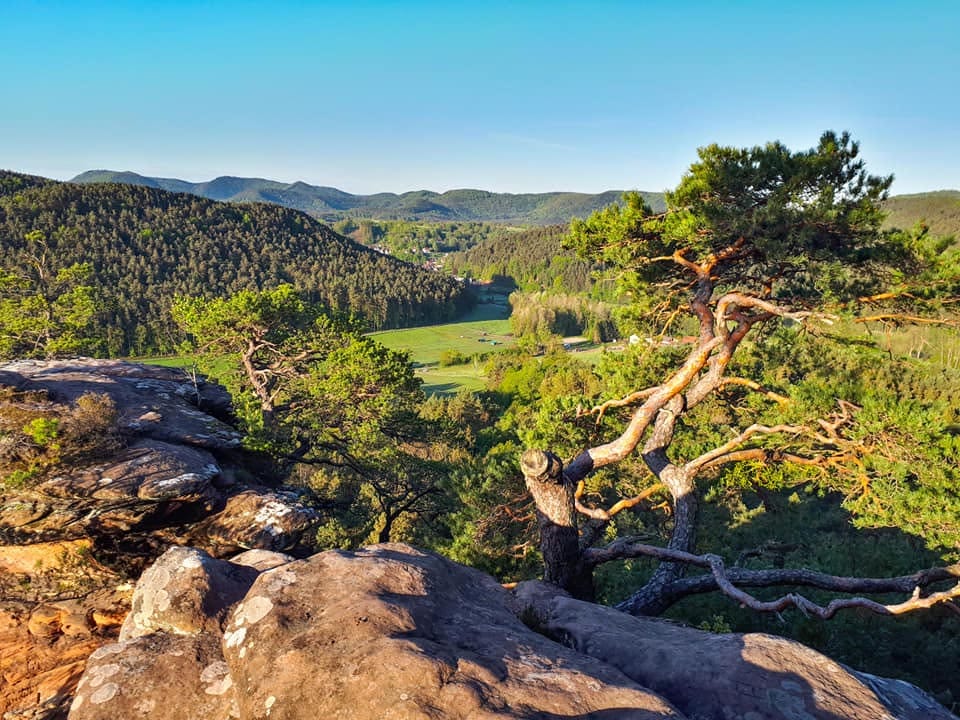 Der Sprinzelfelsen zwischen Busenberg und Dahn, mit Blick in Richtung Bruchweiler Geierstein, Foto: Patricia Flatow