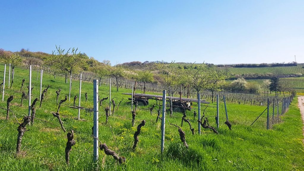 Weinberg mit gestutzten Reben an Drahtpfählen auf grünem Hang unter blauem Himmel.