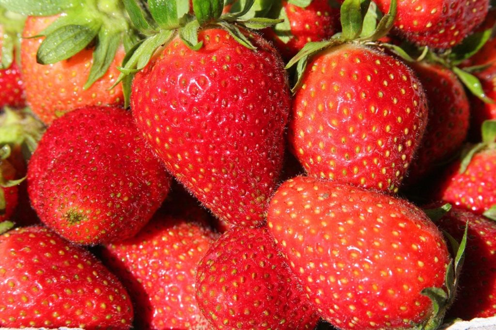 Erdbeermarkt in Herxheim bei Landau in der Pfalz