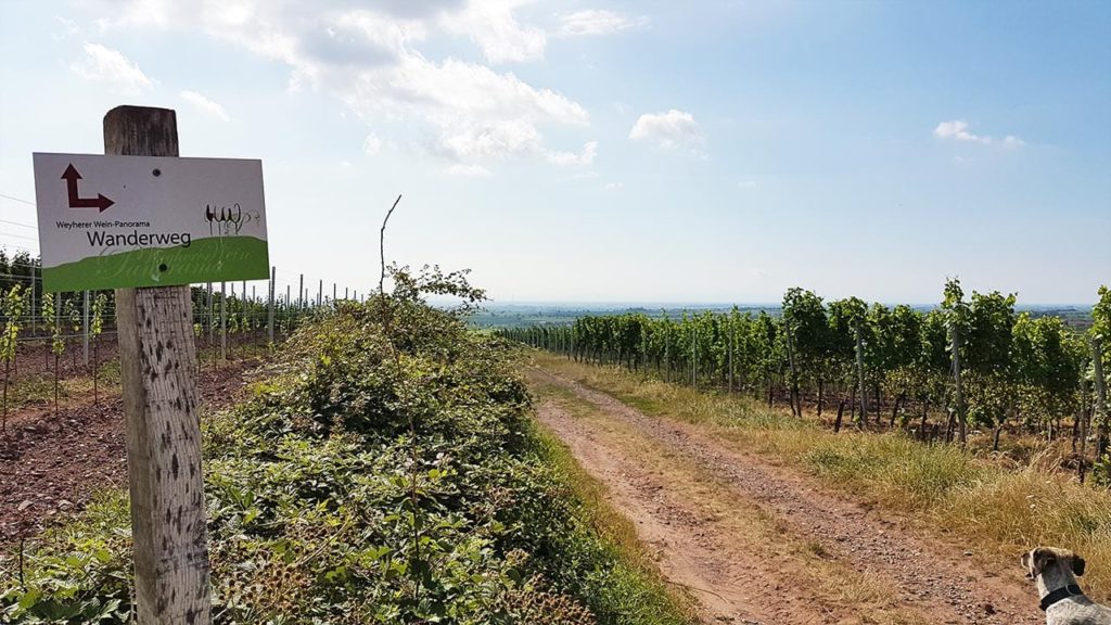 Weyherer Wein-Panorama Wanderweg
