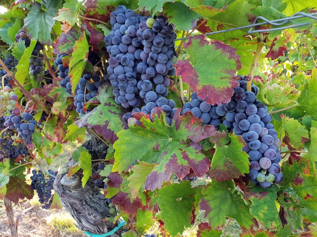 Pfälzische Weintrauben