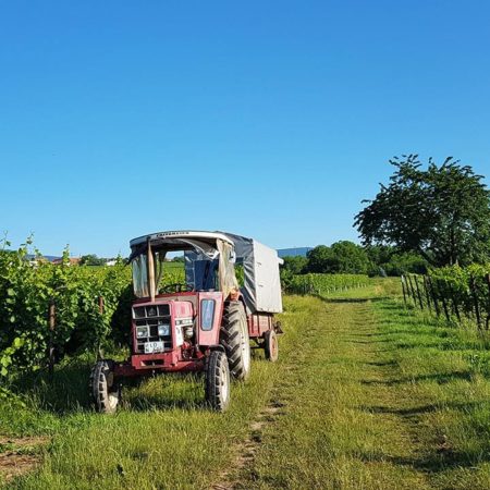 Pfalz Weinbau