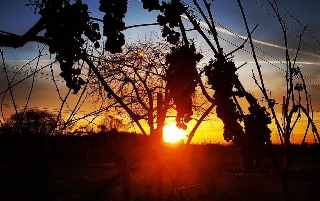 Sonnenaufgang im Weinberg in der Pfalz