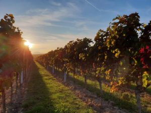 Sonnenschein im Pfälzer Weinber