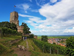 Die Wachtenburg über Wachenheim