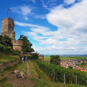 Die Wachtenburg über Wachenheim