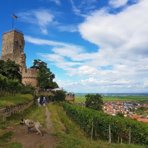 Die Wachtenburg über Wachenheim