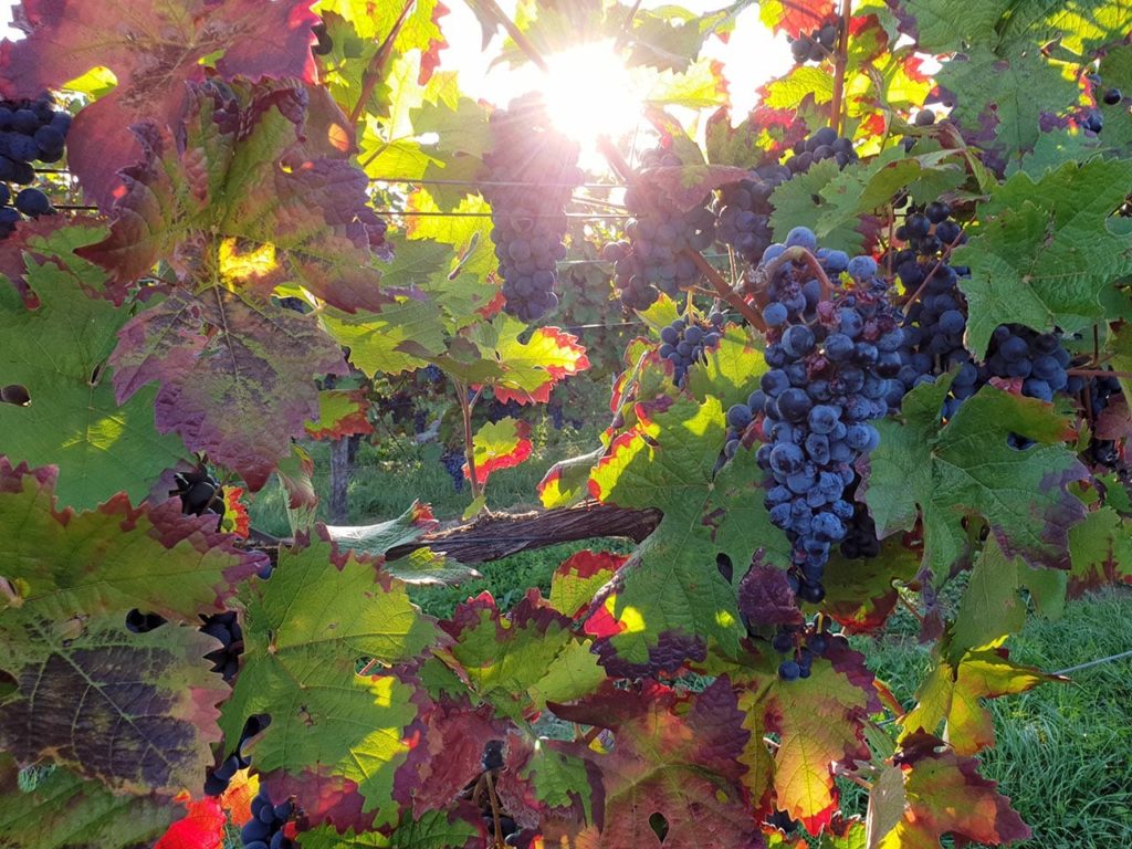 Weintrauben in der Pfalz
