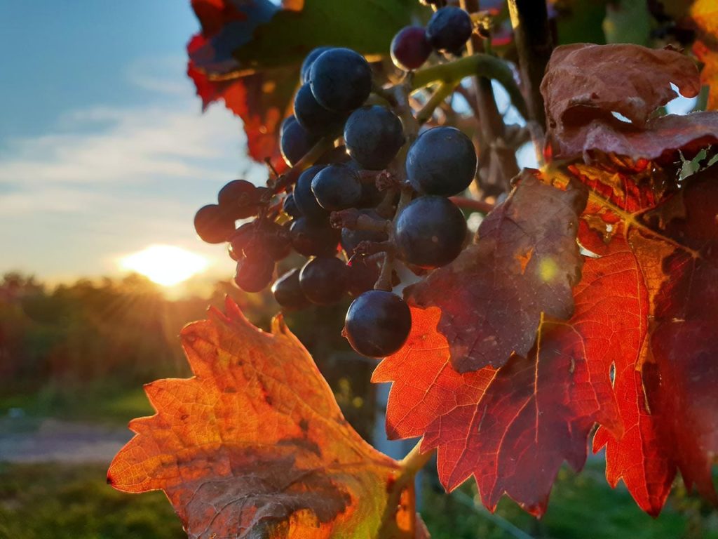 Weintrauben in der Pfalz