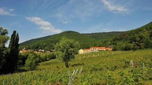 Idyllisch mitten in den Weinbergen am Rande des Pfälzerwalds gelegen: das Wohlfühlhotel Alte Rebschule in Rhodt unter Rietburg in der Pfalz