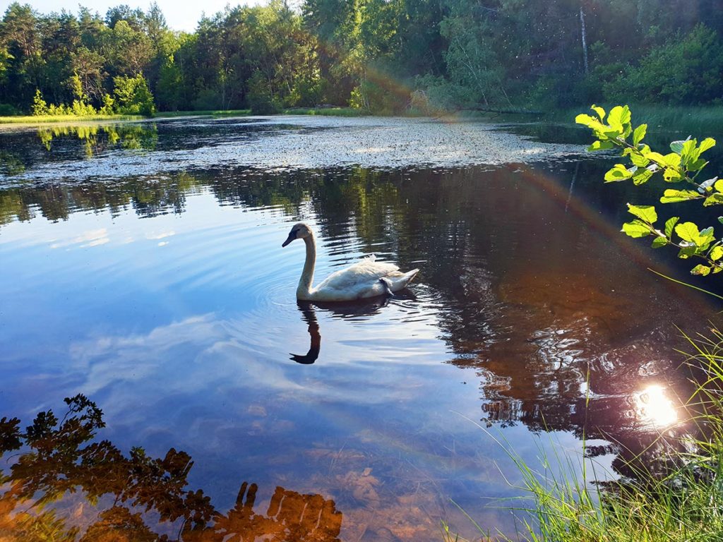 Pfälzer Schwan auf dem Rösselsweiher bei Ludwigswinkel