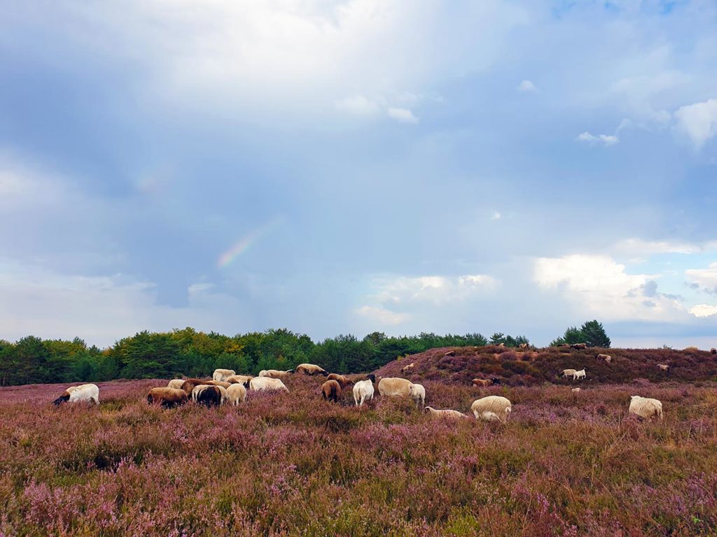 Heidschnucken auf der Mehlinger Heide