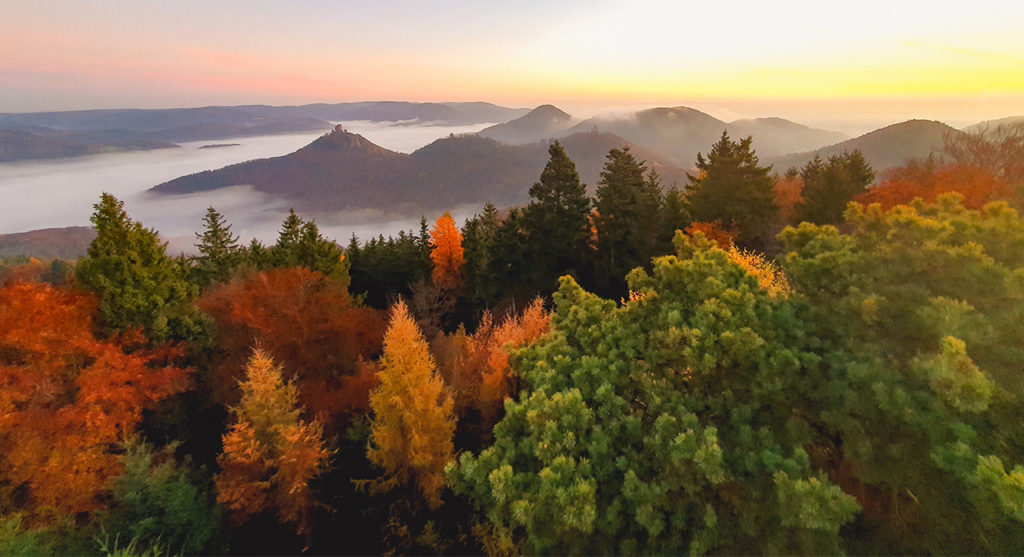 Herbst in der Pfalz