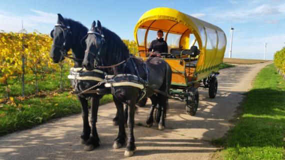 Planwagenfahrt mit Pferden in Kindenheim