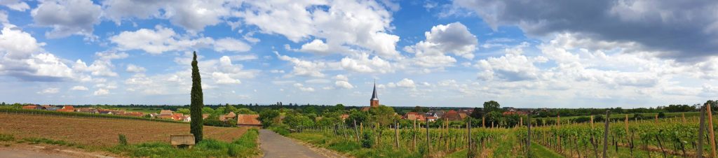 Weinlage Jesuitengarten Forst an der Weinstraße