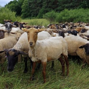 Lammwochen im Pfälzerwald