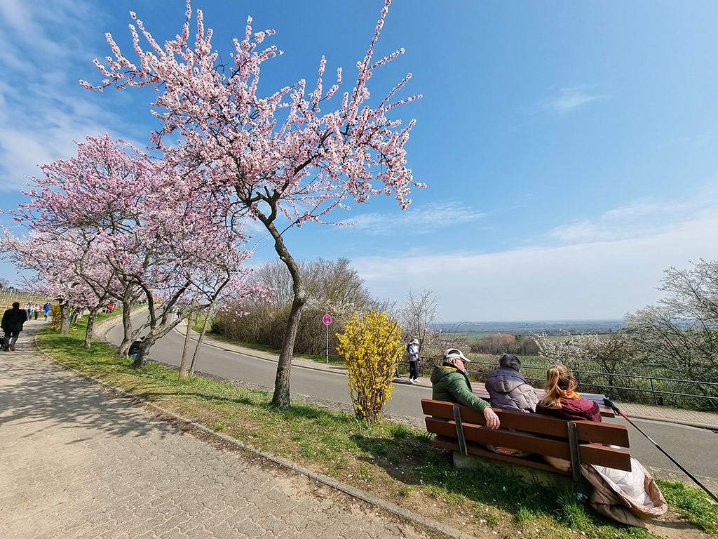 Aussicht zur Mandelblüte auf Neustadt-Gimmeldingen an der Deutschen Weinstraße