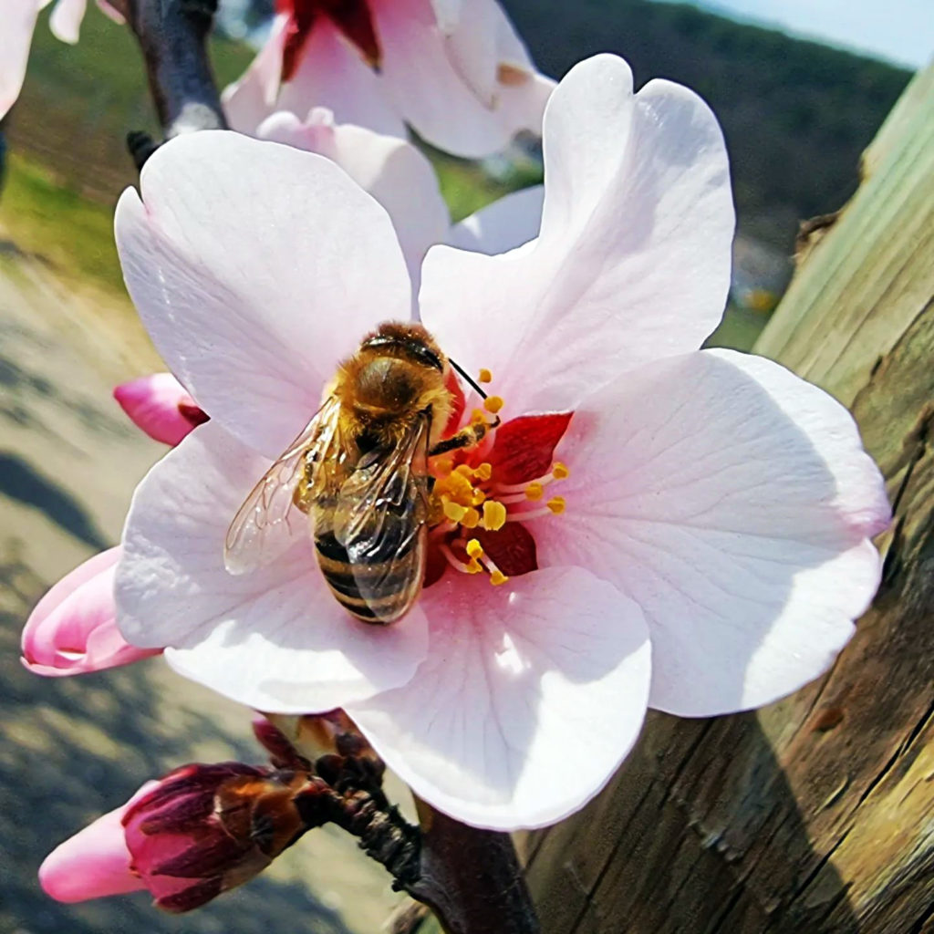 Biene auf Mandelblüte in Gimmeldingen in der Pfalz