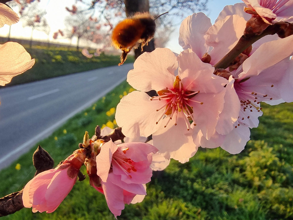 Biene über Mandelblüte in Landau-Nußdorf in der Pfalz