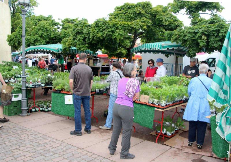 Gartenkräuter - deutsch-französischer Bauernmarkt rund um das Schloss in Bad Bergzabern in der Südpfalz