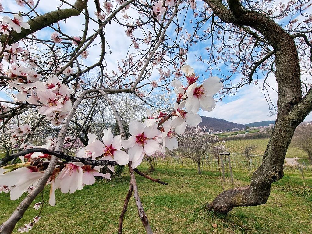 Mandelbaum in Neustadt - Gimmeldingen in der Pfalz