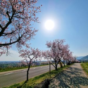 Blühende rosa Obstbäume reihen sich entlang einer Landstraße und eines Gehwegs unter strahlender Sonne.