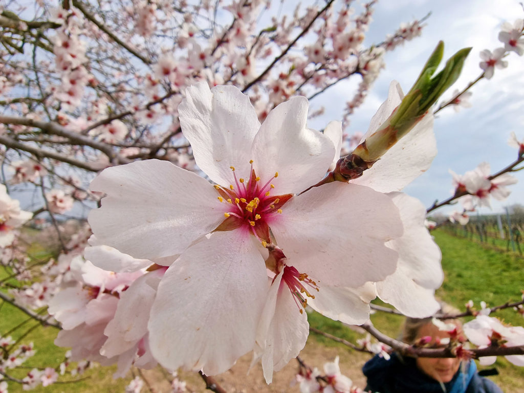 Mandelblüte in Neustadt - Gimmeldingen in der Pfalz