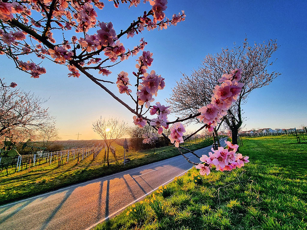 Mandelblüte in Landau-Nußdorf in der Pfalz