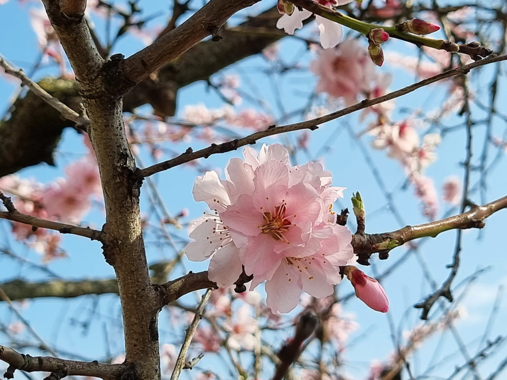 Mandelblüte in der Pfalz