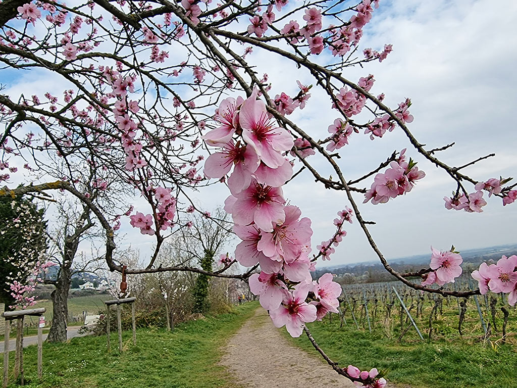 Mandelblüten auf dem Mandel-Lehrpfad in Neustadt - Gimmeldingen in der Pfalz