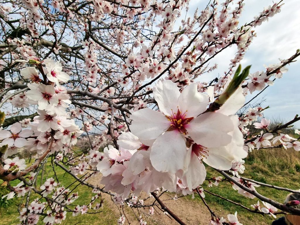 Mandelblüten in Neustadt - Gimmeldingen in der Pfalz