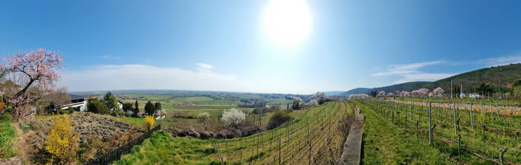 Panoramablick vom König-Ludwig-Pavillon auf dem Neuberg zwischen Neustadt - Gimmeldingen und Königsbach in der Pfalz