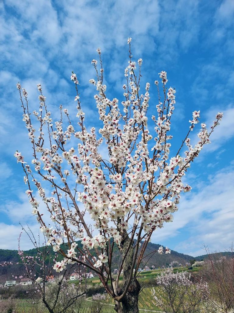 Pinzess-Mandelbaum in Neustadt-Gimmeldingen in der Pfalz