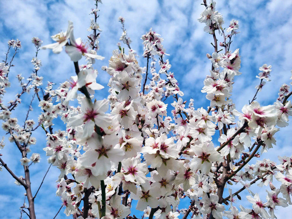 Pinzess-Mandelblüten in Neustadt-Gimmeldingen in der Pfalz