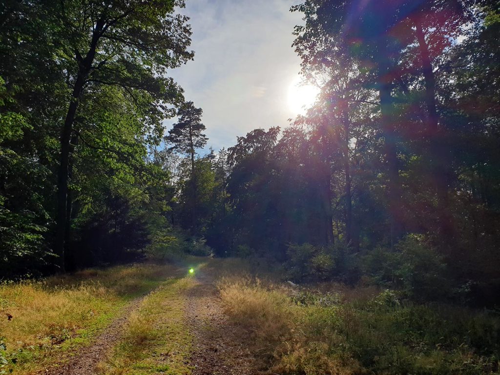 Auf dem Premiumwanderweg Lemberger Graf-Heinrich-Weg im Pfälzerwald