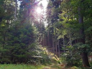 Auf dem Premiumwanderweg Lemberger Graf-Heinrich-Weg im Pfälzerwald in der Süwestpfalz