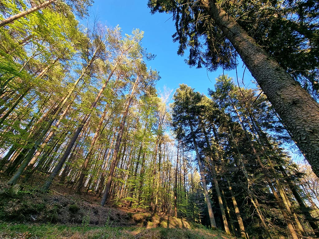 Im Bürgerwald Annweiler am Trifels