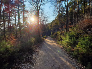 Zwischen Deidesheim und Gimmeldingen im Pfälzerwald