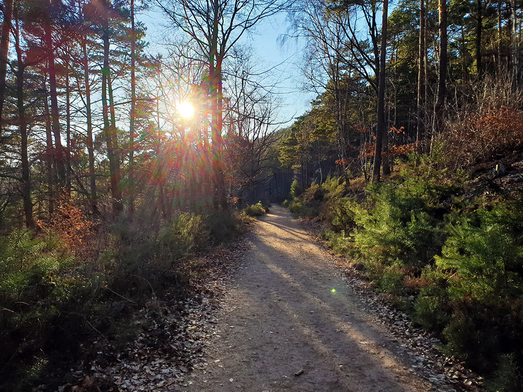 Zwischen Deidesheim und Gimmeldingen im Pfälzerwald