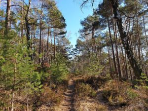 Zwischen Deidesheim und Neustadt-Gimmeldingen im Pfälzerwald