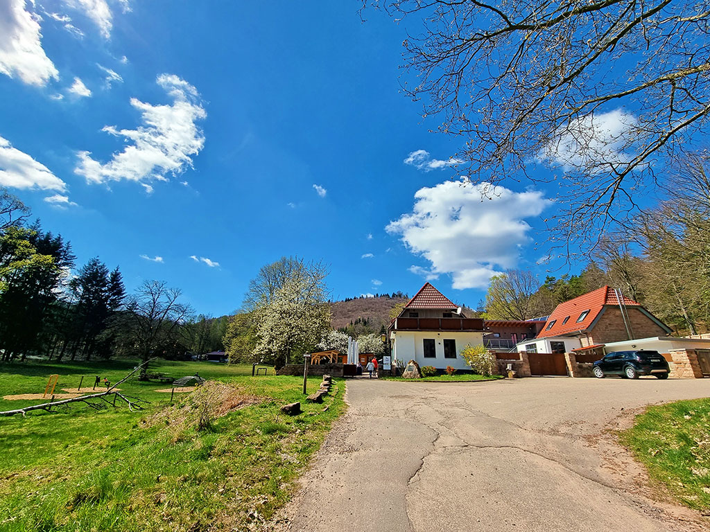 Forsthaus Annweiler am Trifels – Schwarzer Fuchs im Pfälzerwald in der Südpfalz