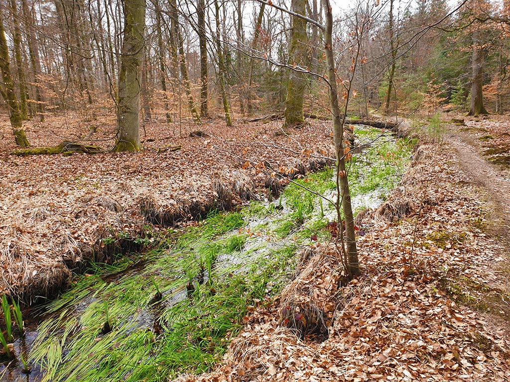 Der Heilbach bei Schaidt im Bienwald in der Südpfalz