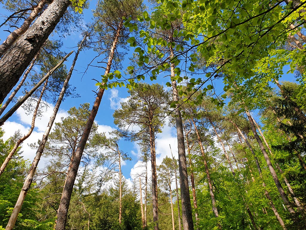 Bei Lindenberg im Pfälzerwald