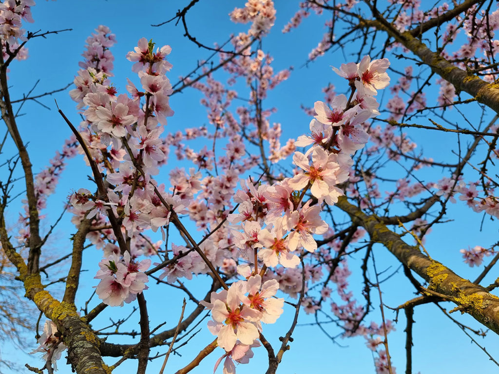 Ast mit rosa Blüten an einem Baum vor blauem Himmel im Frühling.